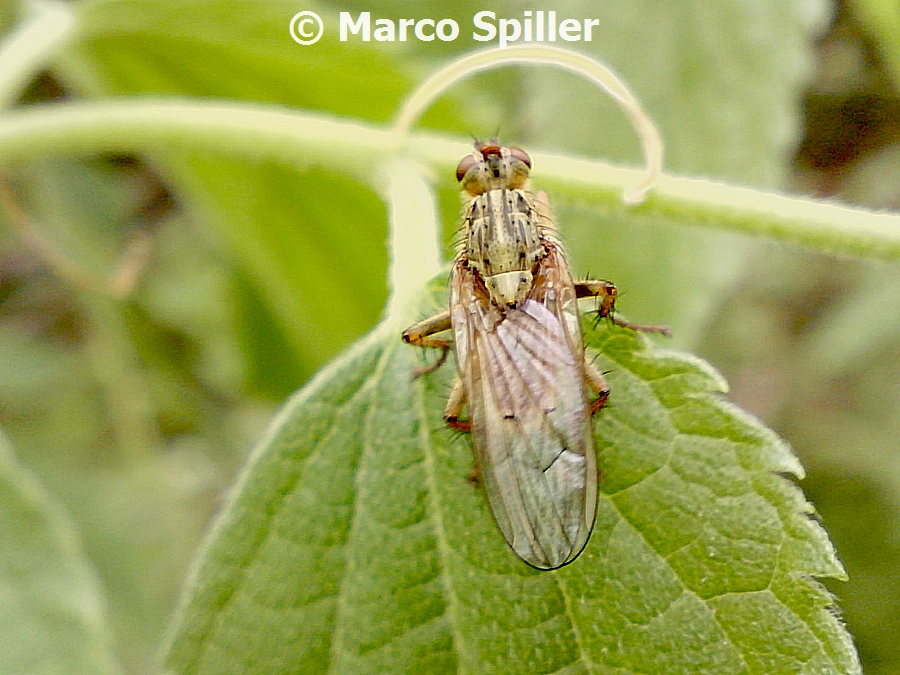 Ancora Scathophaga stercoraria ?